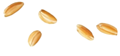 Buğday 9