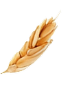 Alt Sol Buğday 8