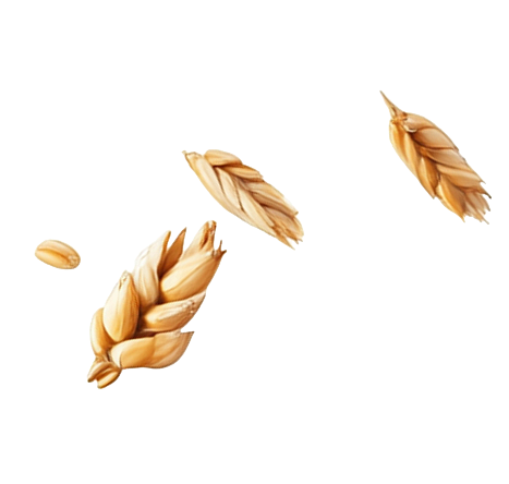 Buğday 1